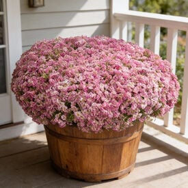 Wonderland Pink, Alyssum